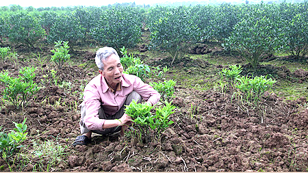 Ông Trần Văn Hỗ, thôn Vạn Diệp, xã Nam Phong chăm sóc vườn quất của gia đình.